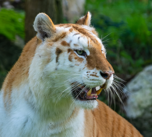 Les Terres de Nataé